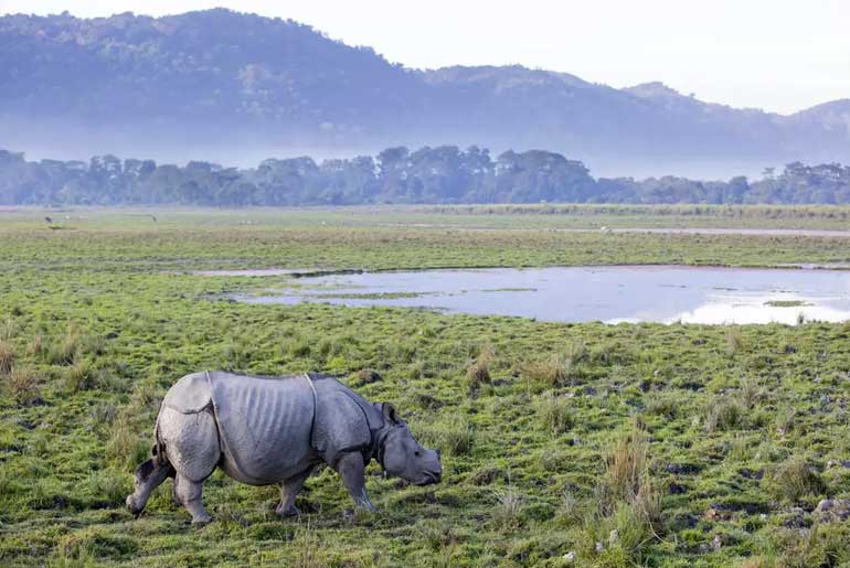 Kaziranga National Park and Tiger Reserve in Assam Set to Welcome Tourists Again from October 15